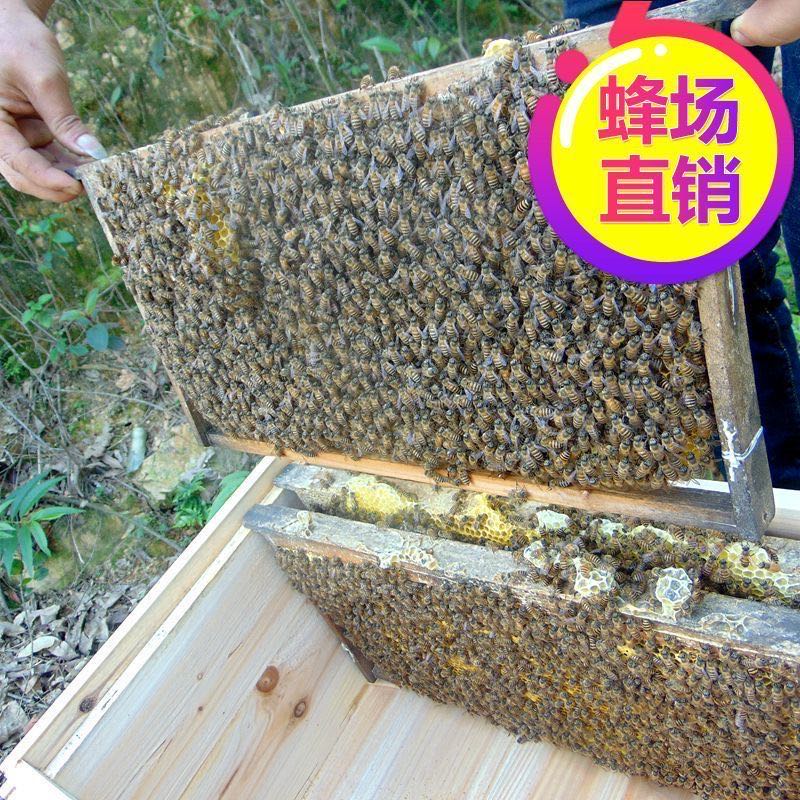 蜂箱活群蜜蜂养殖