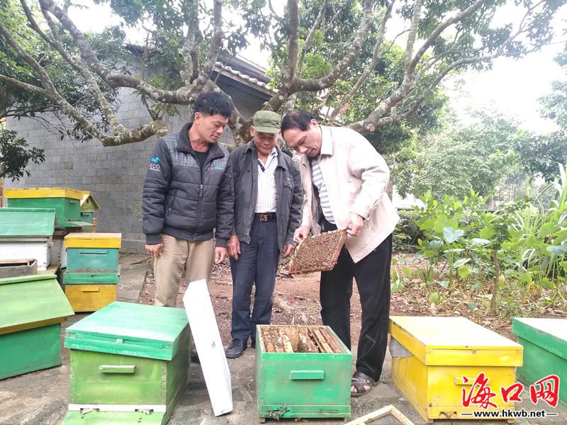 海口秀英区产业帮扶有声有色 “甜蜜事业”助贫