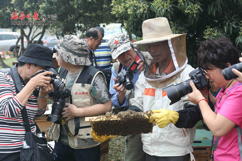 荔枝花海引客来 百余摄影师齐聚海口永兴镇举行